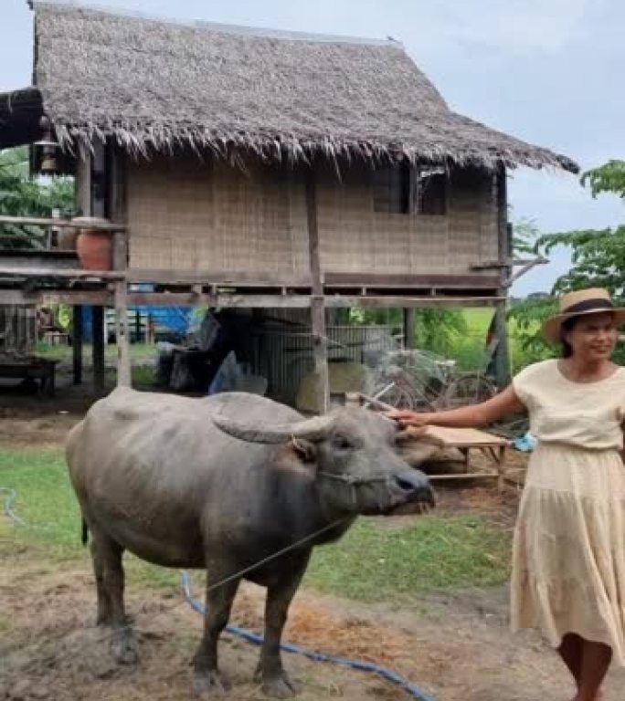水牛在泰国的一个稻田里，寄宿农场和无年虫