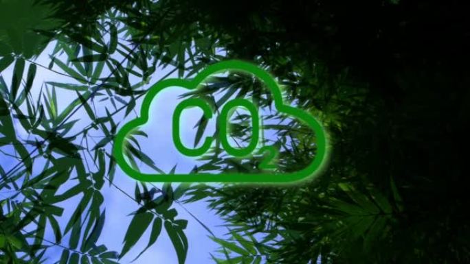 二氧化碳和竹子