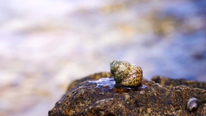 海螺壳中的寄居蟹