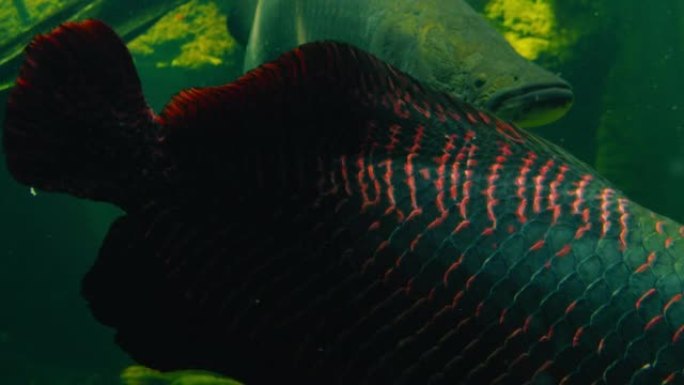 Arapaima gigas或pirarucu鱼在池塘中游泳。它原产于亚马逊河流域的食肉动物。鱼雷是