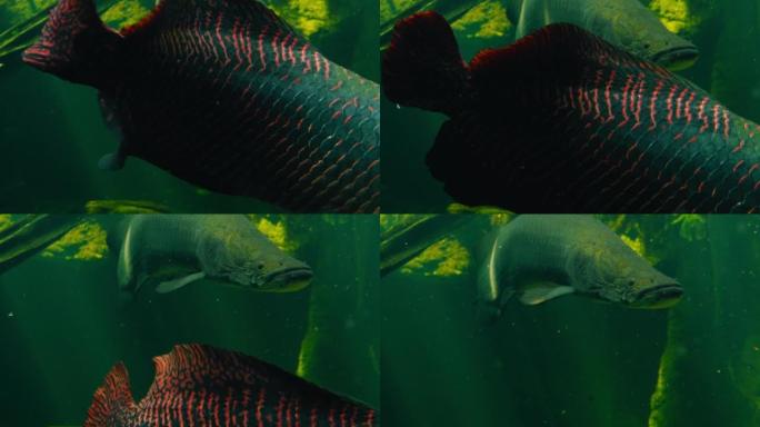Arapaima gigas或pirarucu鱼在池塘中游泳。它原产于亚马逊河流域的食肉动物。鱼雷是