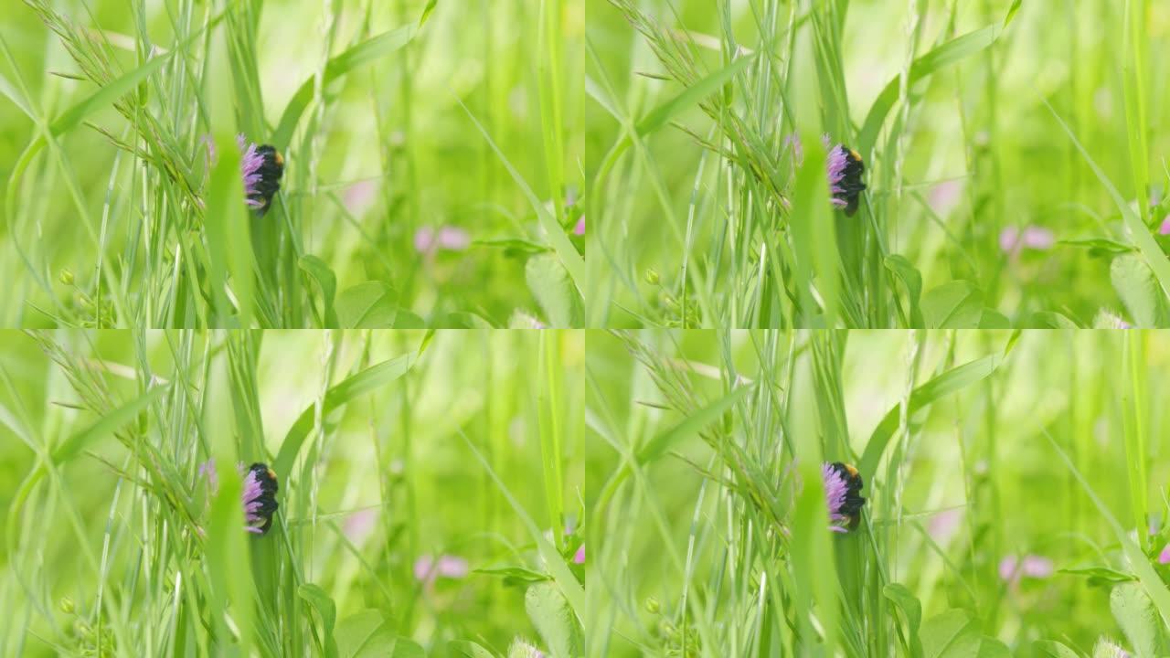 大黄蜂和红三叶草。大黄蜂或熊蜂，在三叶草上吃花蜜。宏观观。