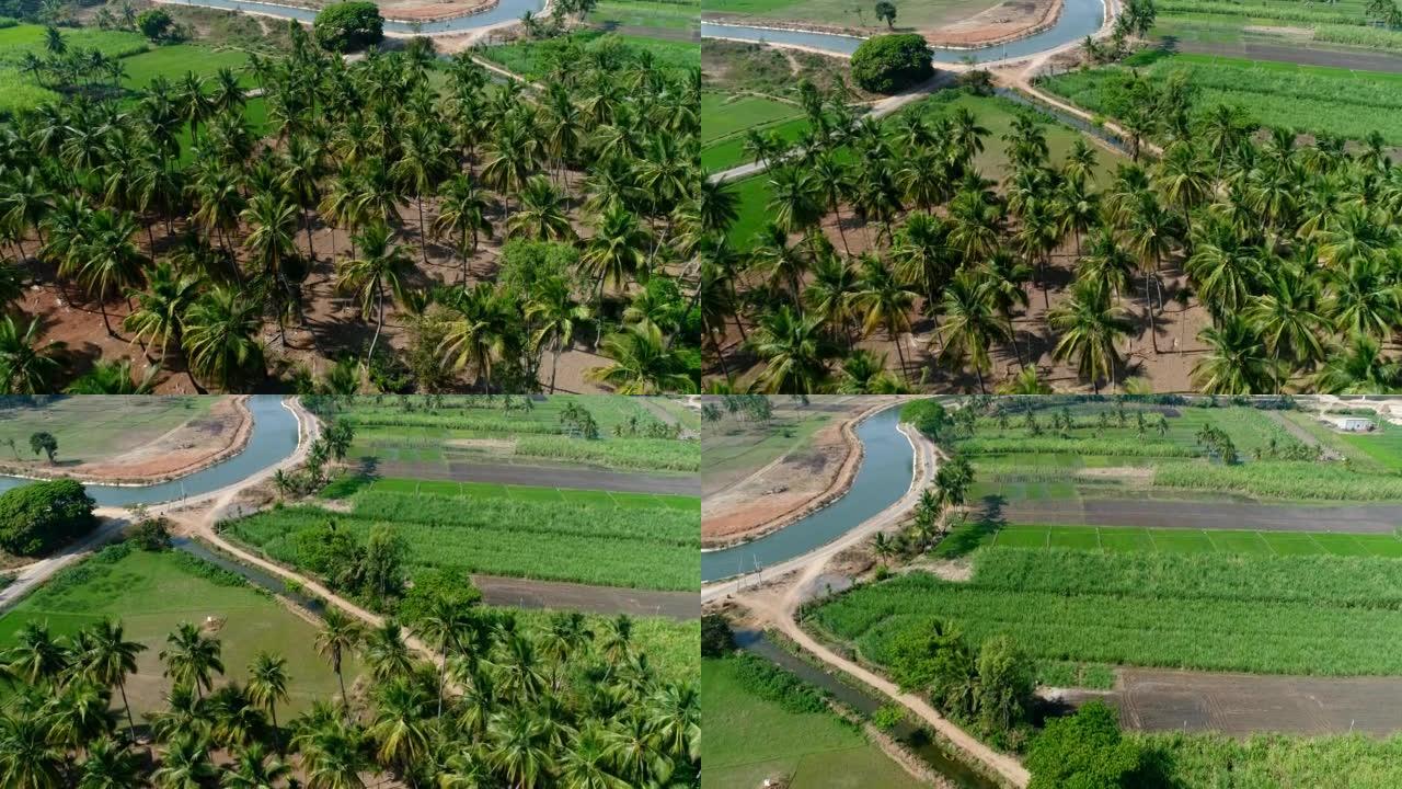 人造河附近各个领域的椰子种植园的航拍