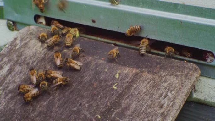 养蜂。蜜蜂飞进飞出一个古老的木制蜂箱。特写