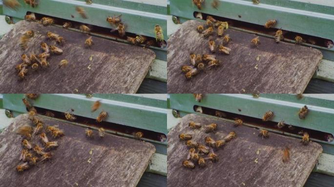 养蜂。蜜蜂飞进飞出一个古老的木制蜂箱。特写