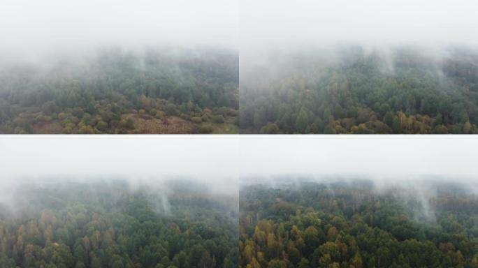秋季森林天线。树上低雾。雾蒙蒙的天气，五颜六色的树林。无人机飞过雨云，在林地的秋天树梢上移动。雾蒙蒙