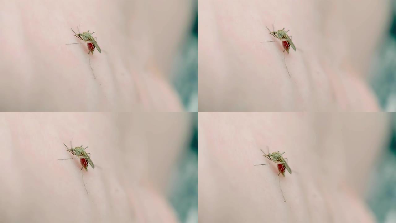 蚊子喝人血喝多了