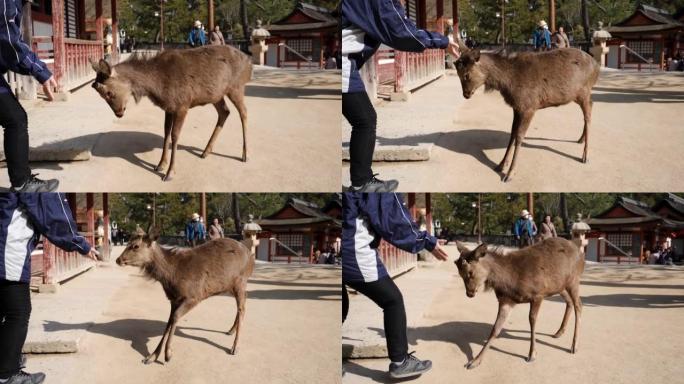 在日本宫岛慢动作中与鹿战斗。特写鹿。