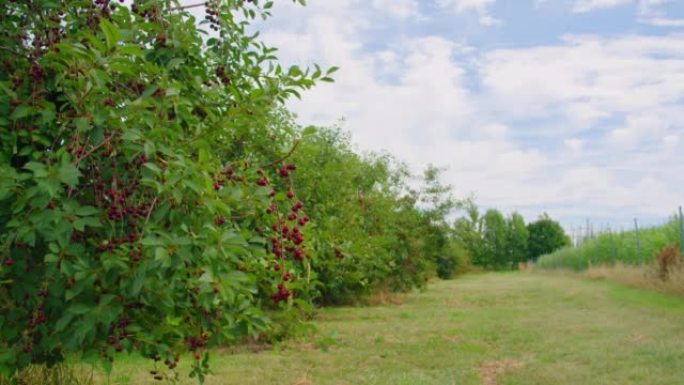 红色的酸樱桃树，有一对好吃的水果。夏季收获成熟，乡村景象。果园。园艺。树枝上有新鲜的有机多汁浆果。