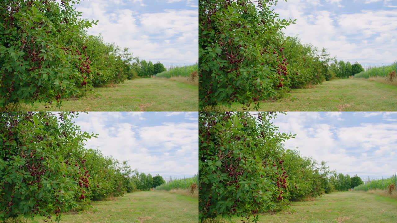 红色的酸樱桃树，有一对好吃的水果。夏季收获成熟，乡村景象。果园。园艺。树枝上有新鲜的有机多汁浆果。