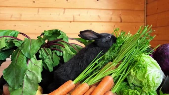 两只黑兔子坐在各种蔬菜中吃。特写。新鲜农场收获。健康维生素食品盒中的可爱宠物。野兔是根据中国历法20