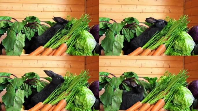 两只黑兔子坐在各种蔬菜中吃。特写。新鲜农场收获。健康维生素食品盒中的可爱宠物。野兔是根据中国历法20