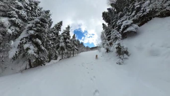 狗在雪中独自行走美丽的天气，狗在雪中行走，狗在雪道上的脚印，宠物狗在雪林中寻找猎物，雪道和狗在超广角