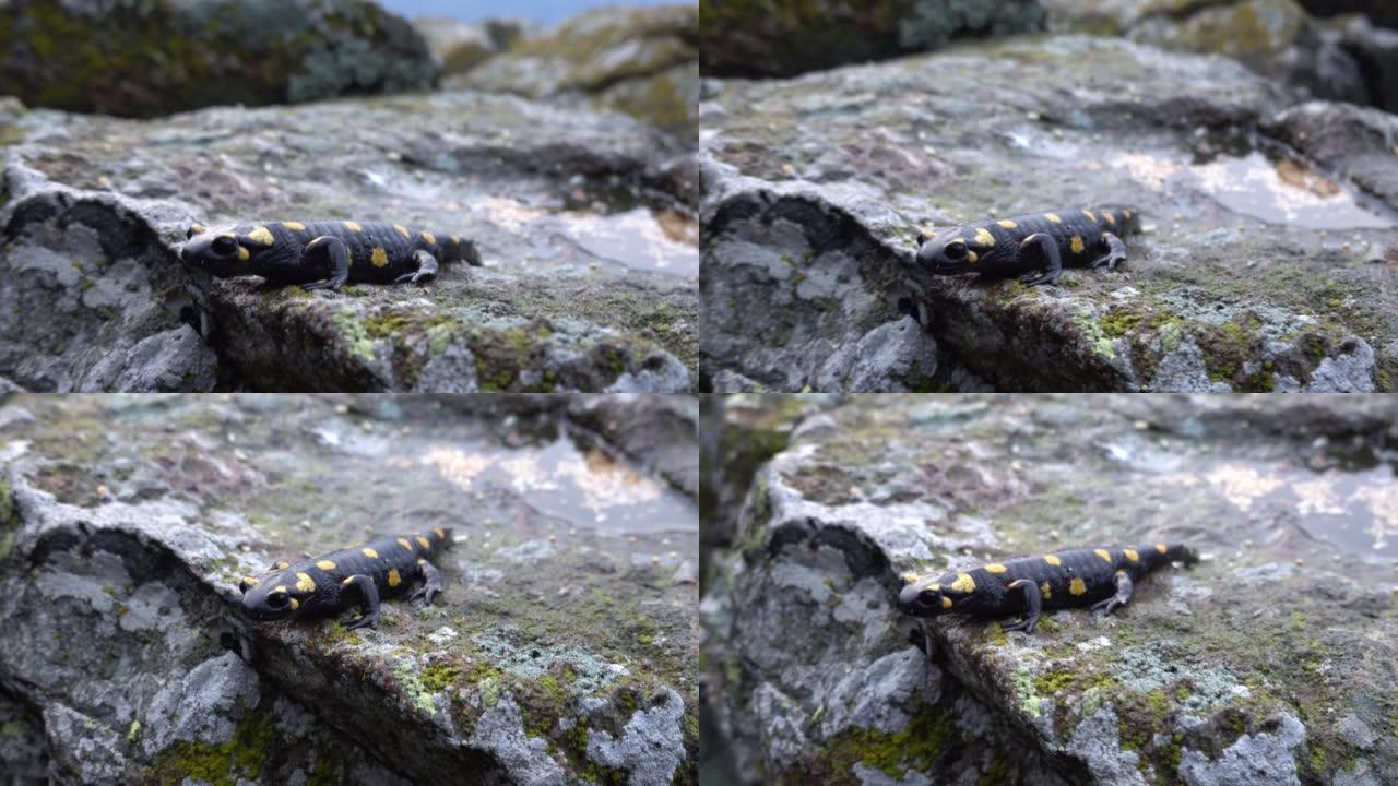 岩石上的蝾螈