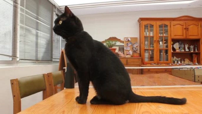 my black cat looking through the window