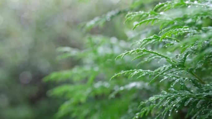 一种带有雨滴的崖柏分支在风中飘动。