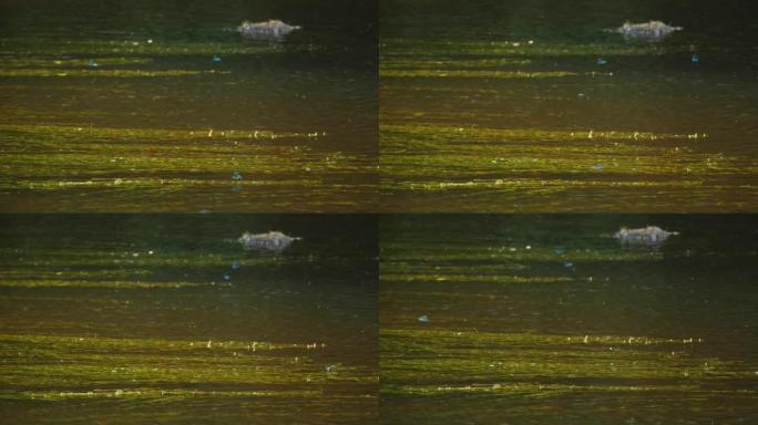 蓝蜻蜓与绿藻一起飞越水面，具有丰富生物多样性的河流