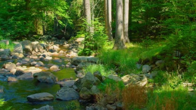 Stream flowing in forest. Leisure activity. Creek,
