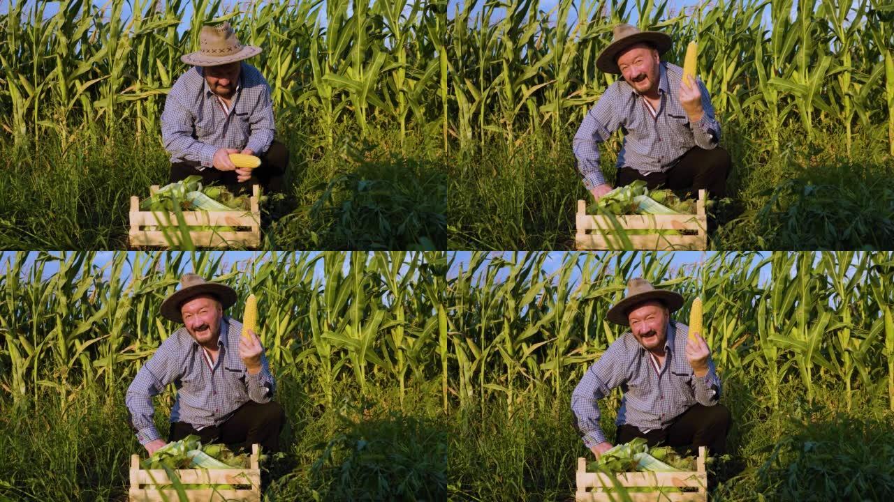 前视图老人微笑男农民看着相机，在玉米田里，
