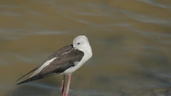 意大利骑士Himantopus himantopus在池塘岸边散步