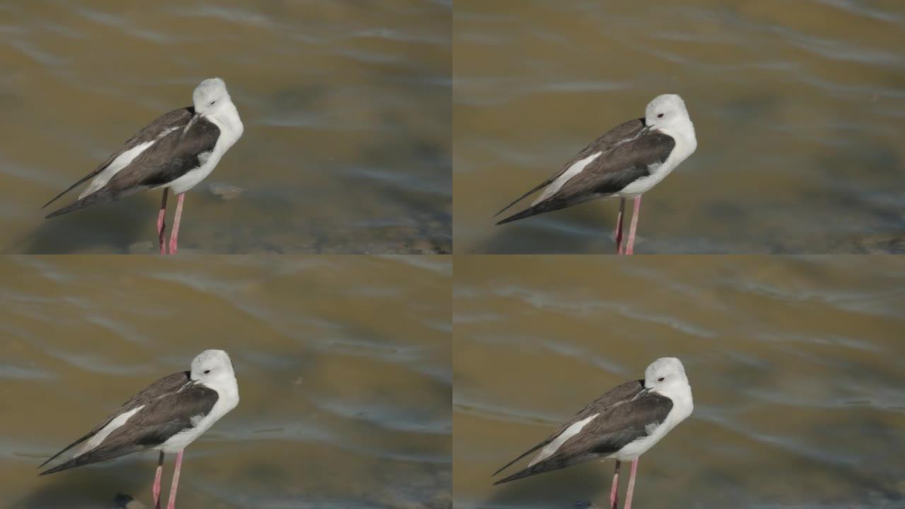 意大利骑士Himantopus himantopus在池塘岸边散步