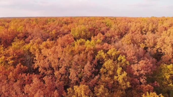 秋树空中拍摄森林天际线树叶