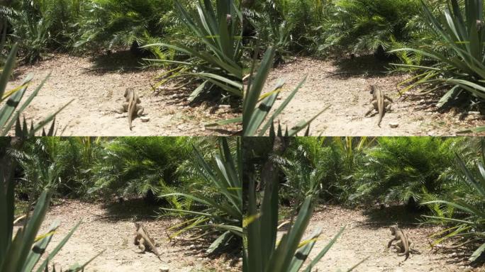 在晴朗的晴天，Varan monitor蜥蜴在热带公园的send上爬行