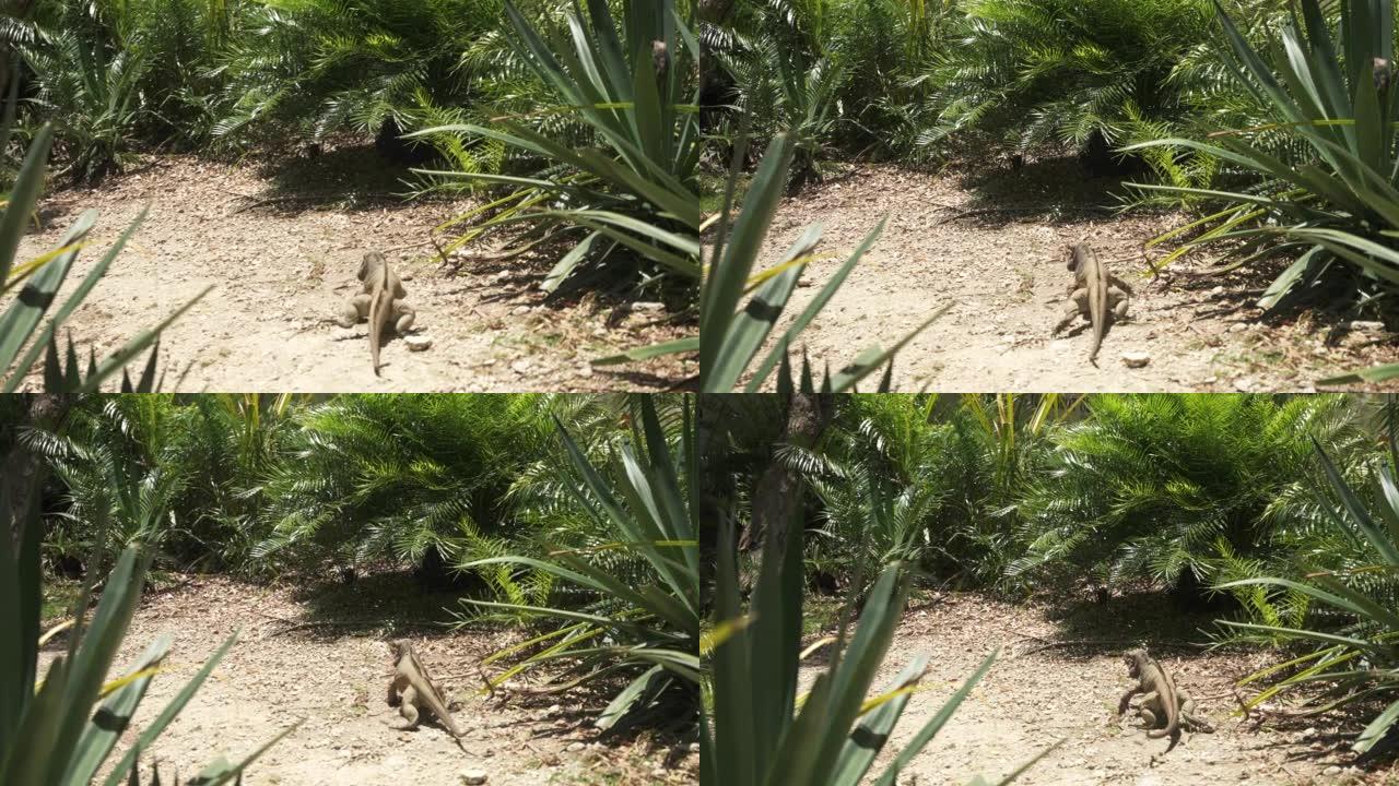 在晴朗的晴天，Varan monitor蜥蜴在热带公园的send上爬行