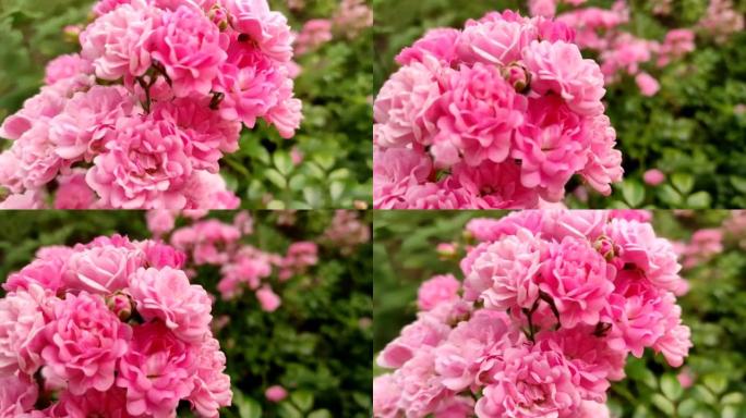 公园里盛开的小粉红玫瑰，景观设计花园