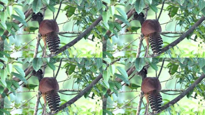 一只栖息在树上的雌性大库拉索鸟的特写