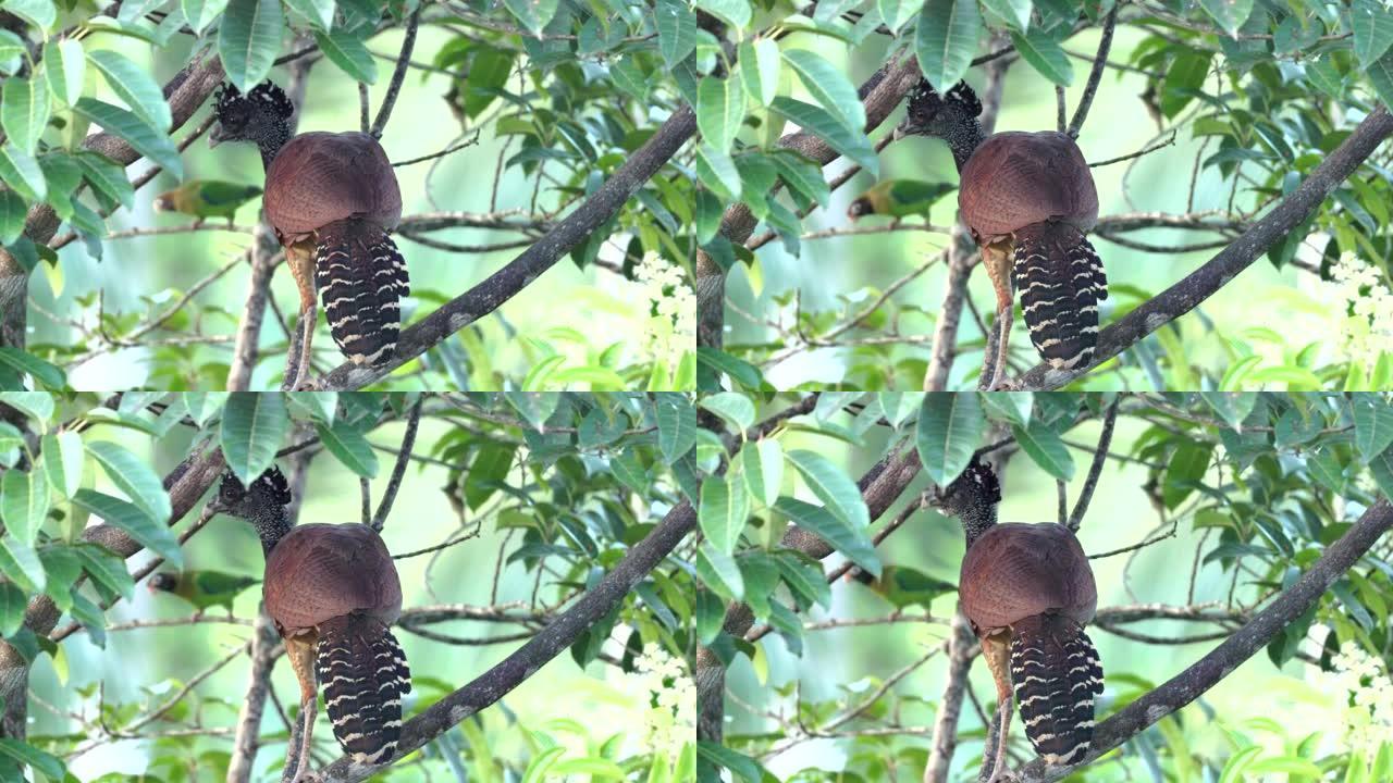 一只栖息在树上的雌性大库拉索鸟的特写