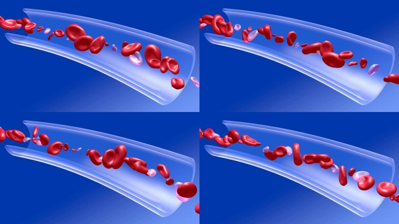 血液循环中红细胞的解剖3d动画。血管上的图像。