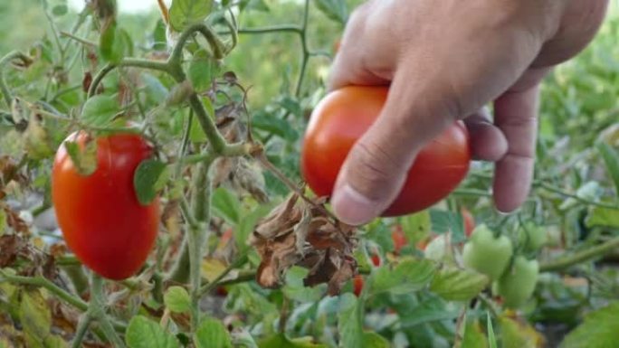 男子在农场检查和采摘红番茄