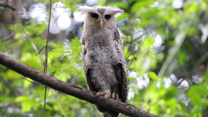 夜行鸟:亚成虫斑腹鹰鸮，又称森林鹰鸮(Bubo nipalensis)。