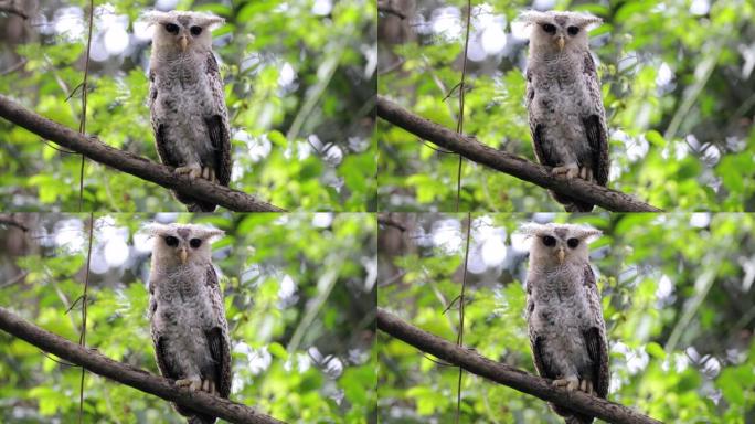 夜行鸟:亚成虫斑腹鹰鸮，又称森林鹰鸮(Bubo nipalensis)。