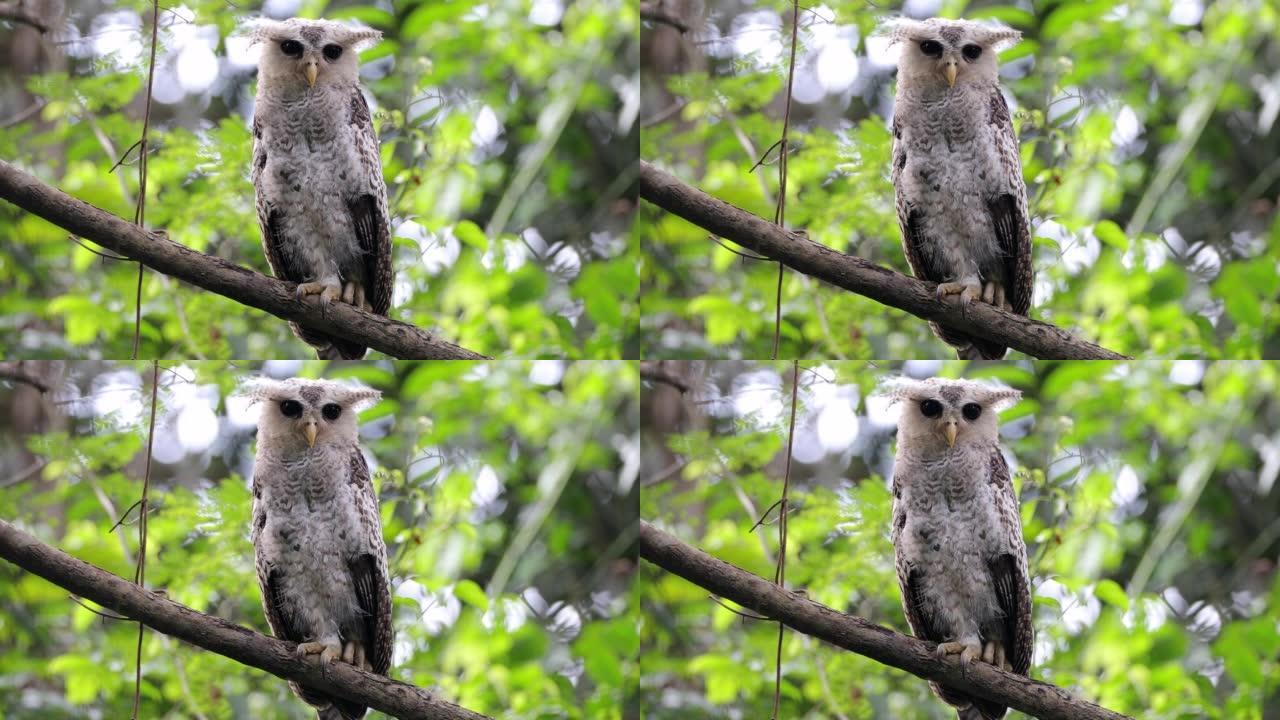 夜行鸟:亚成虫斑腹鹰鸮，又称森林鹰鸮(Bubo nipalensis)。