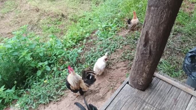 在泰国北部的一个稻田里叫鸡，清迈。母鸡在乡下的大自然中啼叫。有啼叫声的视频。