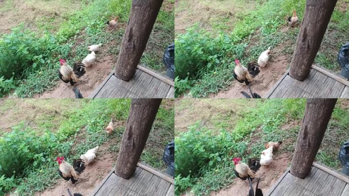 在泰国北部的一个稻田里叫鸡，清迈。母鸡在乡下的大自然中啼叫。有啼叫声的视频。