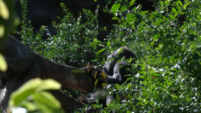 雄性大猩猩坐在树上吃东西