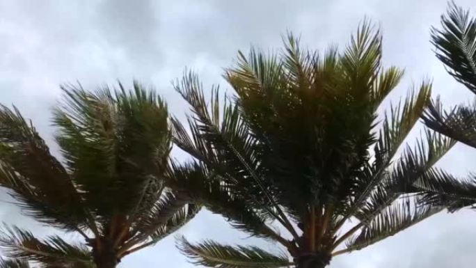 热带风暴和棕榈树叶子