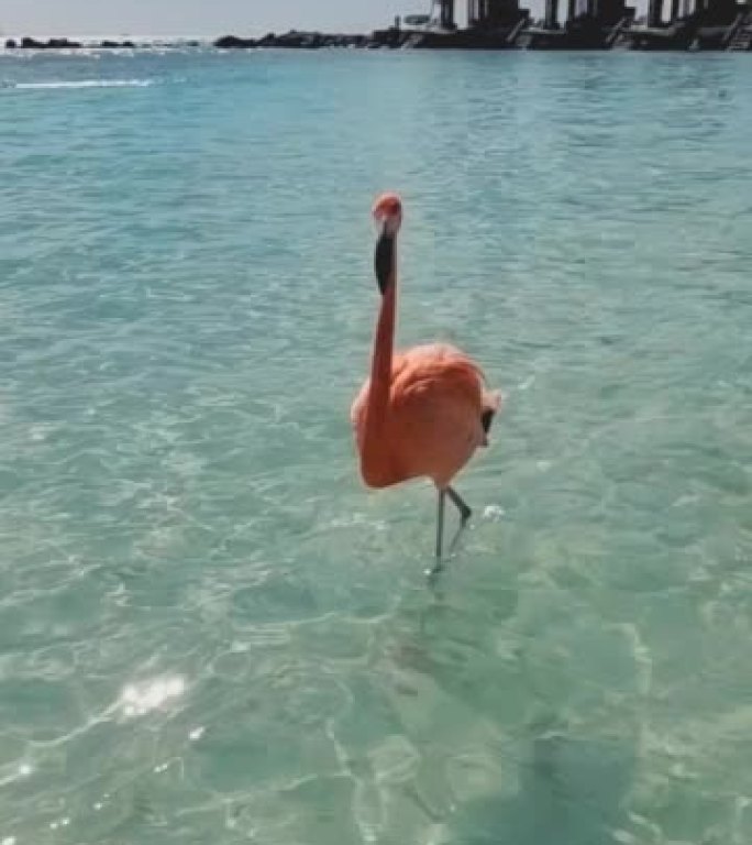阿鲁巴海滩上的火烈鸟，阿鲁巴加勒比海海滩上的彩色粉红色火烈鸟