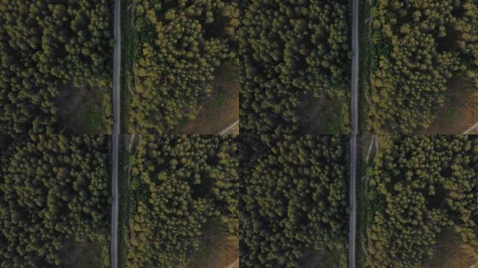 鸟瞰图飞过一条泥泞的森林道路，两边长满茂密的树林。松树林。顶视图。用无人驾驶飞机四轴飞行器鸟瞰视角拍