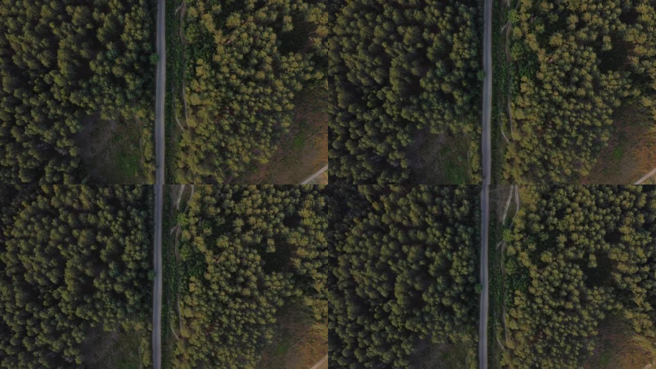 鸟瞰图飞过一条泥泞的森林道路，两边长满茂密的树林。松树林。顶视图。用无人驾驶飞机四轴飞行器鸟瞰视角拍
