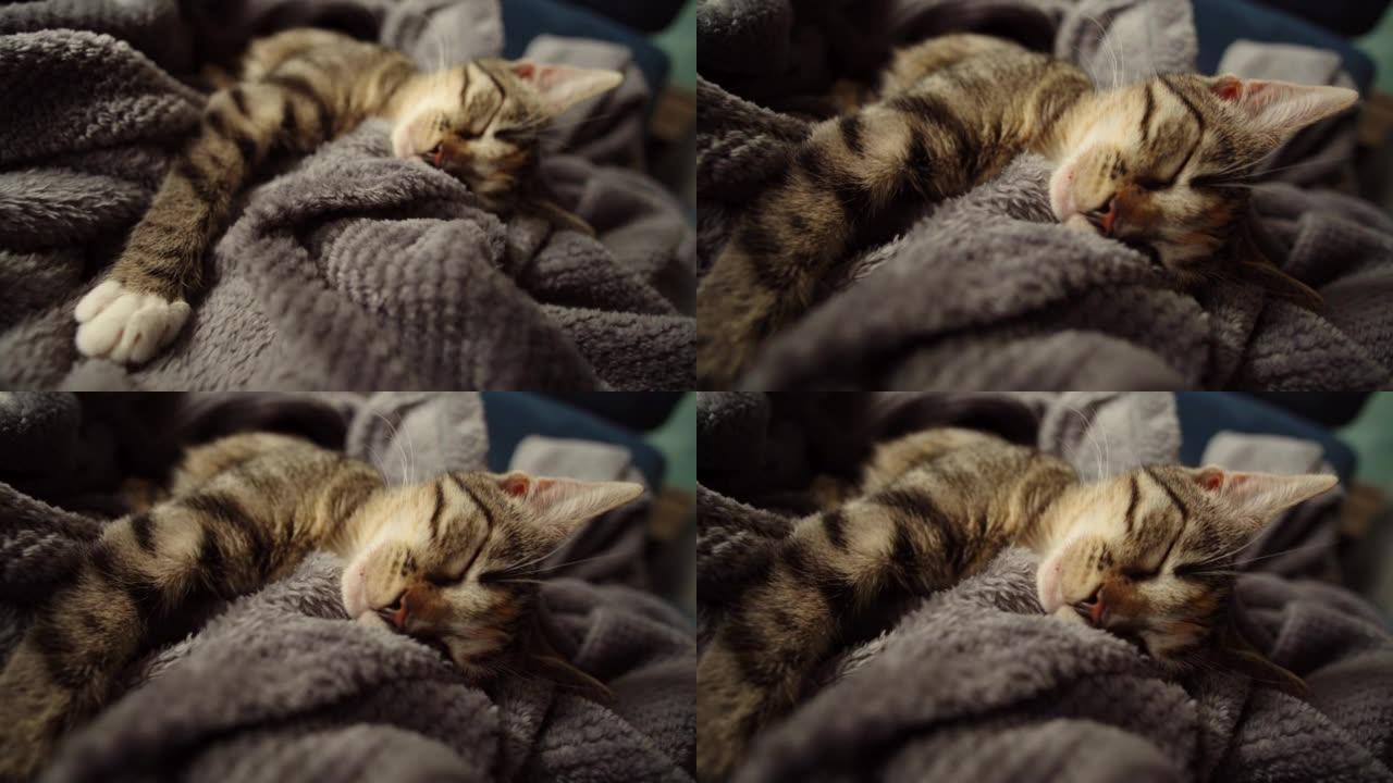 可爱的虎斑猫睡在毯子上