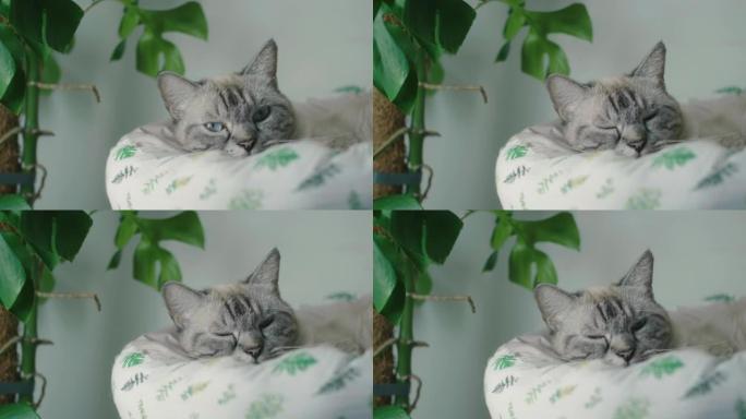 懒猫。动物眯眼睡觉