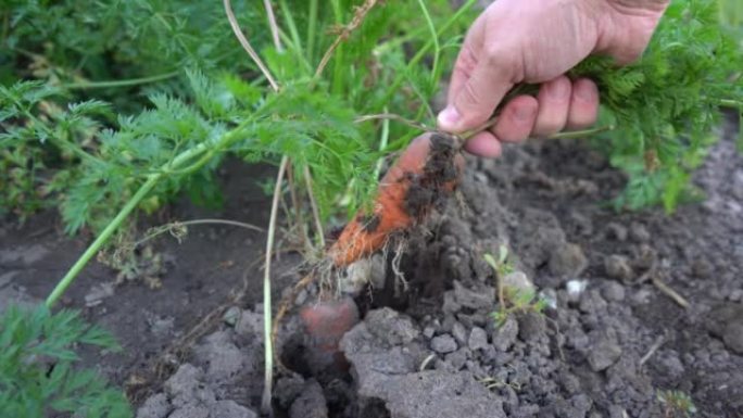 胡萝卜从地上拔出来