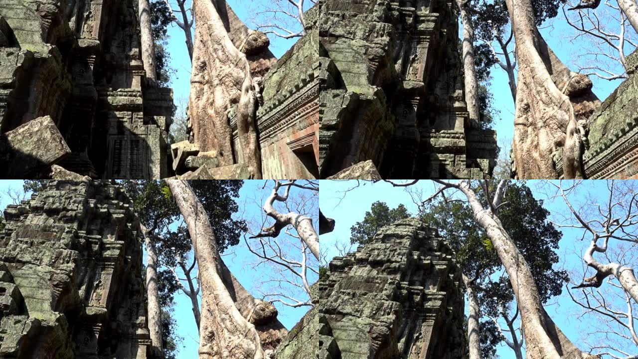 吴哥窟塔普伦寺的大树
