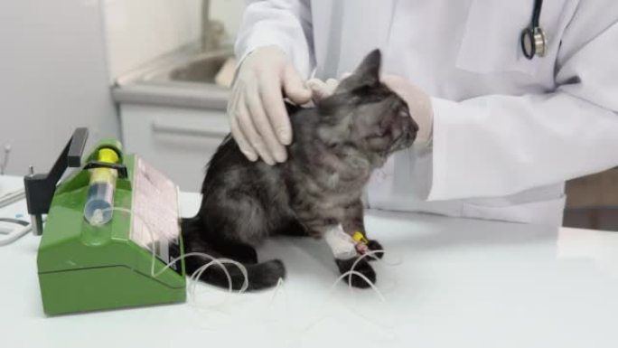 兽医用医用滴管给猫注射