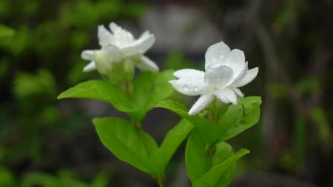 白色茉莉 (阿拉伯茉莉) 花在绿色的树上盛开。白色和绿色的花朵特写背景。4k视频。