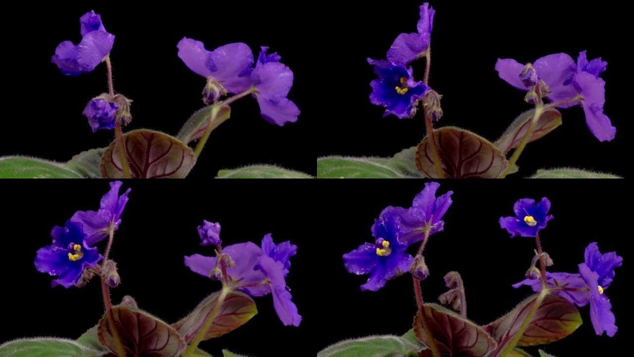 生长和开放的时间流逝紫色的圣保利亚非洲紫